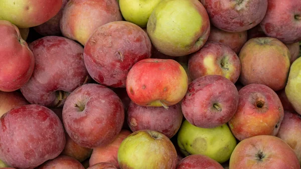 Cosecha Manzanas Frescas Fondo Manzanas Naturales Primer Plano — Foto de Stock
