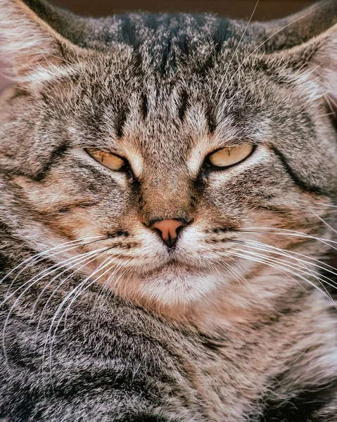 Retrato Hermoso Gato Sin Hogar Rayas Grandes Lindo Gato Durmiendo —  Fotos de Stock