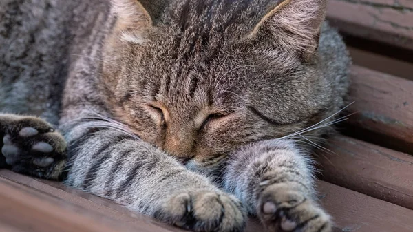 Portrait Beautiful Big Striped Homeless Cat Cute Cat Sleeping Relaxes — Stock Photo, Image