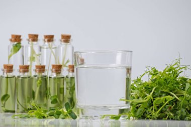 Klorofil özü, beyaz gri arka plan ve organik bitki tohumlarından filizlenen çiğ canlı sebze filizlerine karşı cam içinde saf suya dökülür. Taze bitkiler, diyet, sağlıklı foo