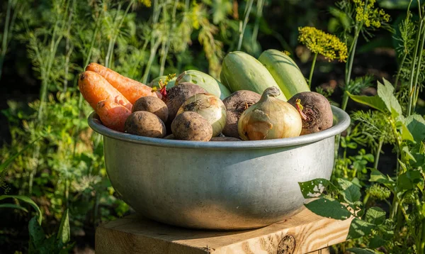 Bio Gemüse Schale Auf Dem Bauernhof Anbaukonzept Frische Pflanzen Kartoffeln — Stockfoto
