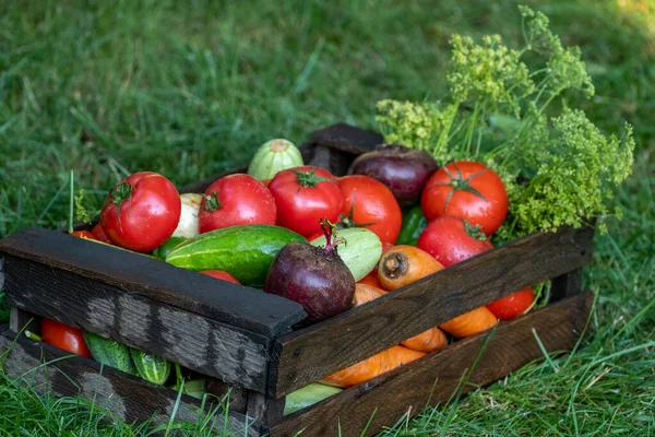 Organic vegetables with drops of water on the farm, farming concept. Growing organic products. Harvesting. Fresh crops, tomatoes harvest, carrot, potato, cucumbers, garlic in box outdoors