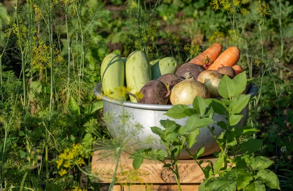 농사일 농사일을 야채를 말이죠 농작물 주치니 밖에서 채소를 수확하는 — 스톡 사진
