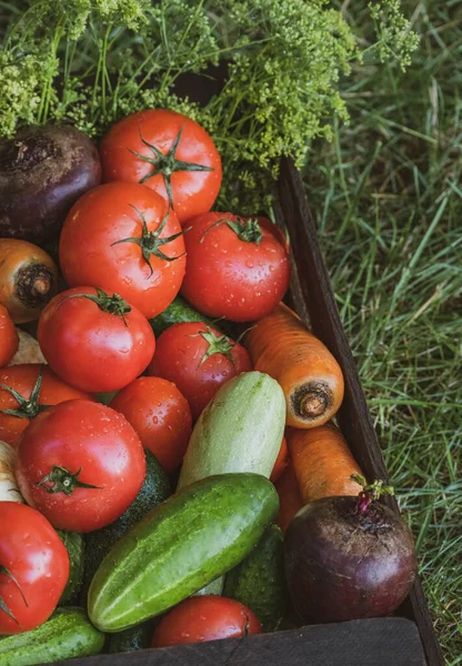 Organic vegetables with drops of water on the farm, farming concept. Growing organic products. Harvesting. Fresh crops, tomatoes harvest, carrot, potato, cucumbers, garlic in box outdoors