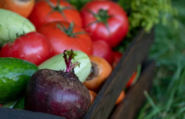 Bio Gemüse Mit Wassertropfen Auf Dem Hof Anbaukonzept Wachsende Bioprodukte — Stockfoto