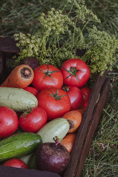 Bio Gemüse Mit Wassertropfen Auf Dem Hof Anbaukonzept Wachsende Bioprodukte — Stockfoto