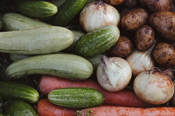 Bio Gemüse Auf Grünem Gras Auf Dem Hof Wachsende Bioprodukte — Stockfoto