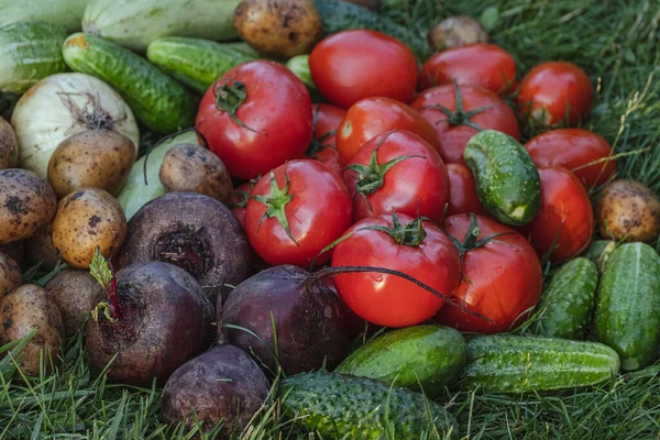 Органические Овощи Зеленой Траве Ферме Выращивание Органических Продуктов Сбор Урожая — стоковое фото