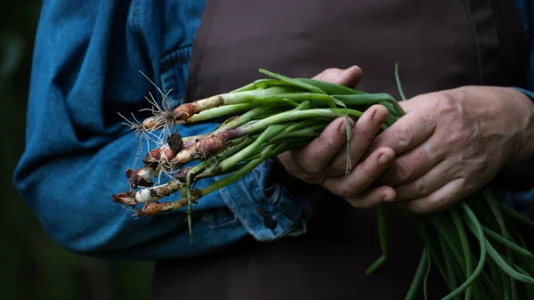 Fresh Green Onions Woman Hand Concept Agriculture Farming Cultivation Hands — Stok fotoğraf