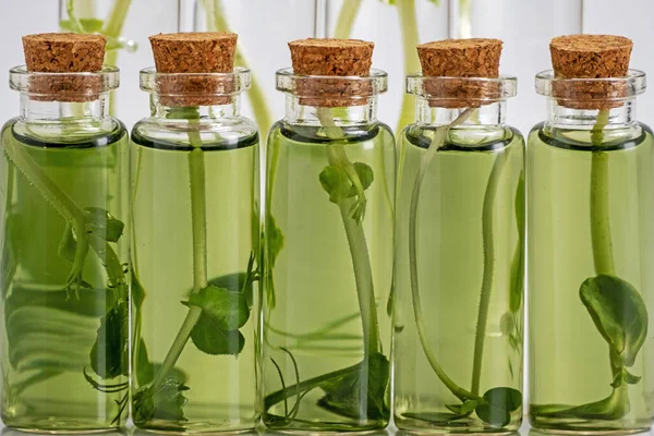 Chlorophyll Extrakt Wird Reinem Wasser Glas Vor Weißgrauem Hintergrund Gegossen — Stockfoto
