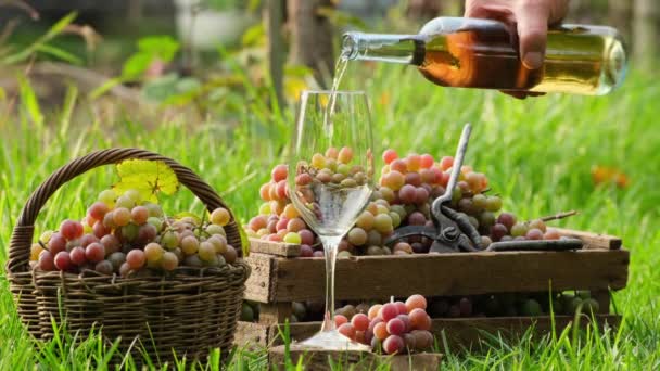 ブドウの収穫の間に屋外のブドウ畑のボトルからガラスにデザートワインを入れなさい ブドウ栽培だ ブドウの収穫だ ワインの試飲文化 庭のガラスに白ワインを注ぐ — ストック動画