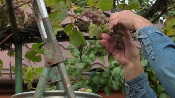 Récolte Raisins Cuve Dans Vignoble Pour Production Vin Mains Coupant — Video