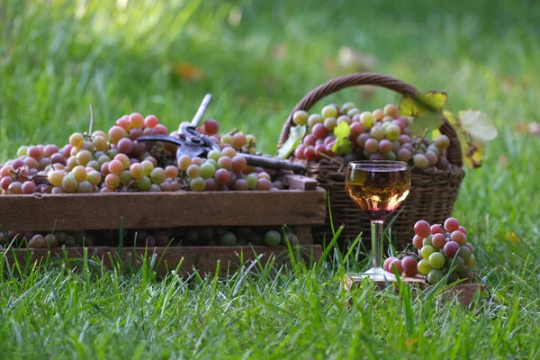 Pouring Dessert Wine Glass Bottle Vineyard Outdoors Wine Grape Harvest — Stock Photo, Image