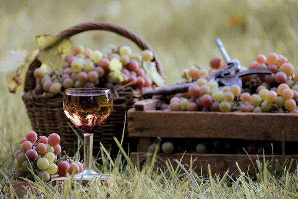 Pouring Dessert Wine Glass Bottle Vineyard Outdoors Wine Grape Harvest — Stock Photo, Image