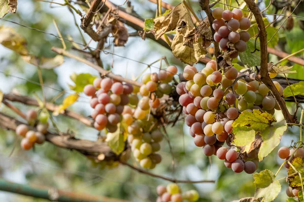Bunches Ripening White Wine Grapes Growing Vine Farm Closeup Ripe — Stock Photo, Image