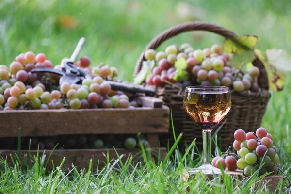 Pouring Dessert Wine Glass Bottle Vineyard Outdoors Wine Grape Harvest — Stock Photo, Image