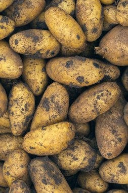 Taze patates. Bir tarlada yerde bir yığın olgun patates. Taze, taze organik patatesler, hasat. Organik sebzeler. Yakın çekim yap. Toprakta yatan bir patates yığını.