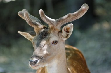 Genç geyik headshot