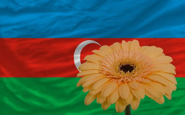 Gerbera bloem op de voorgrond nationale vlag van Azerbeidzjan — Stockfoto