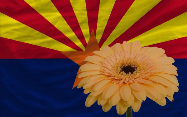 Gerbera flower in front flag of american state of arizona — Stock Photo, Image