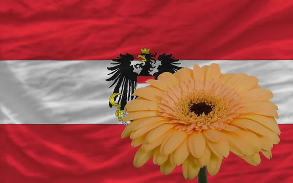 Gerbera fiore davanti bandiera nazionale di austria — Foto Stock