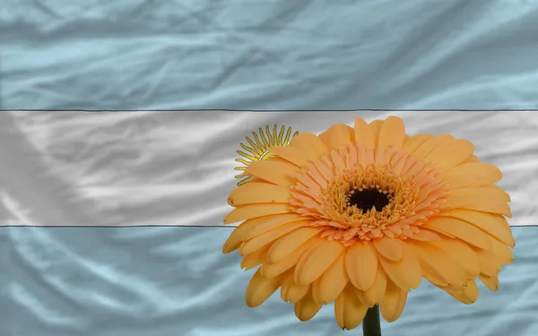 Gerbera flower in front national flag of argentina — Stock Photo, Image