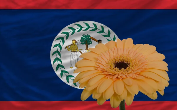 Gerbera fiore davanti bandiera nazionale di belize — Foto Stock