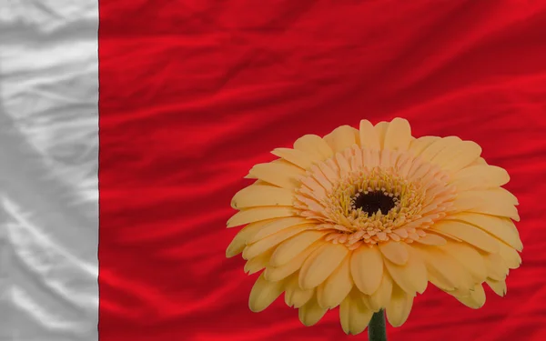 Gerbera blomma framför nationella flagga bahrain — Stockfoto