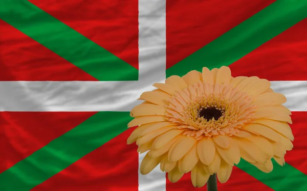 Gerbera blomma framför nationella flagga baskiska — Stockfoto