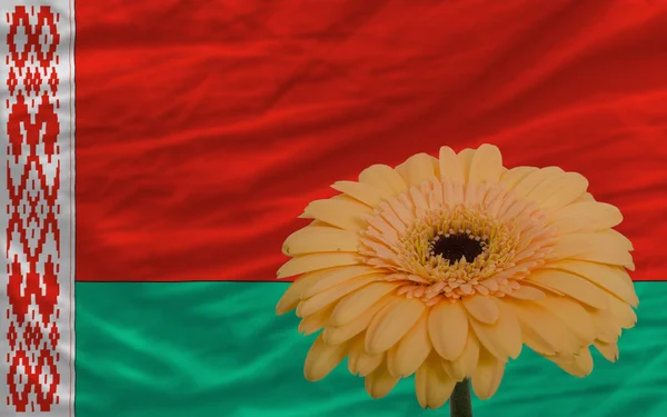 Ζέρμπερες λουλούδι μπροστά εθνική σημαία της Λευκορωσίας — Φωτογραφία Αρχείου