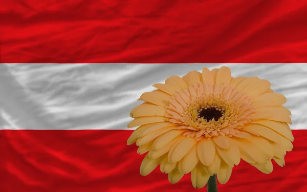 Gerbera-Blume vor Nationalflagge von Österreich — Stockfoto