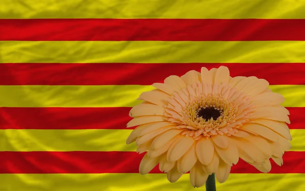 Gerbera flower in front national flag of catalonia — стоковое фото