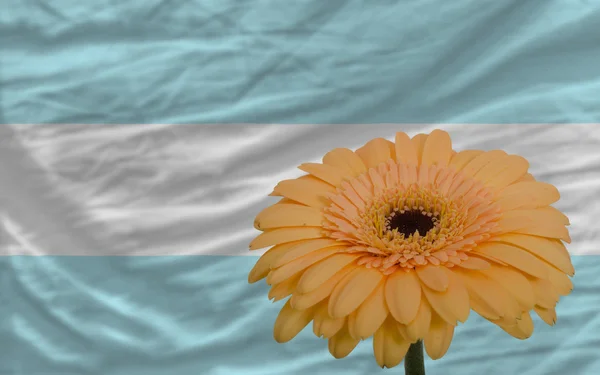 Gerbera bloem op de voorgrond nationale vlag van Argentinië — Stockfoto