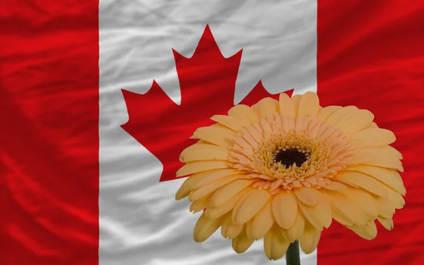 Gerbera flower in front national flag of canada — стоковое фото