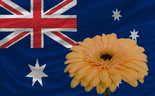 Ζέρμπερες λουλούδι μπροστά εθνική σημαία της Αυστραλίας — Φωτογραφία Αρχείου