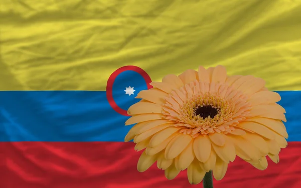 Gerbera kvetou před národní vlajka Kolumbie — Stock fotografie
