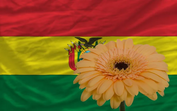 Gerbera-Blume vor der Nationalflagge Boliviens — Stockfoto