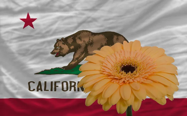 Gerbera bloem op de voorgrond vlag van de Amerikaanse staat Californië — Stockfoto