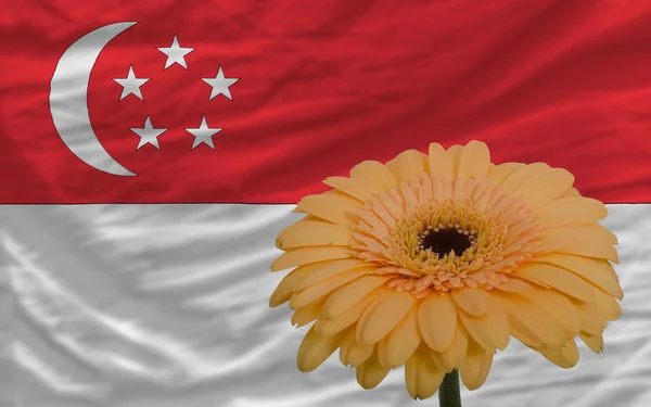 Цветок герберы перед национальным флагом сингапоре — стоковое фото