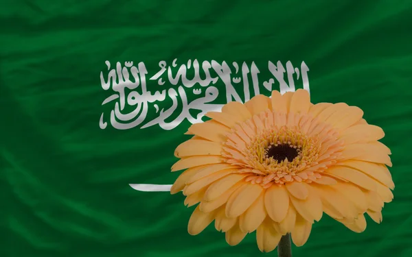 Gerbera bloem op de voorgrond nationale vlag van van Saoedi-Arabië — Stockfoto