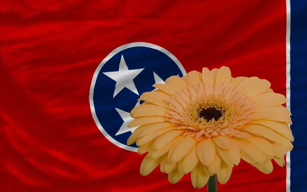 Gerbera kwiat z przodu flaga z amerykańskiego stanu tennessee — Zdjęcie stockowe