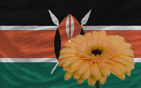 非洲菊花卉在前面的肯尼亚国旗 — 图库照片