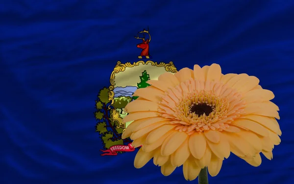 非洲菊在前面花国旗的美国佛蒙特州 — 图库照片