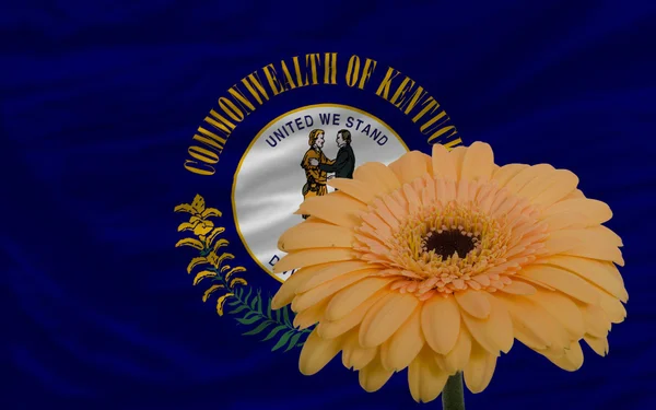 ガーベラ花の前に米国ケンタッキー州の旗 — ストック写真