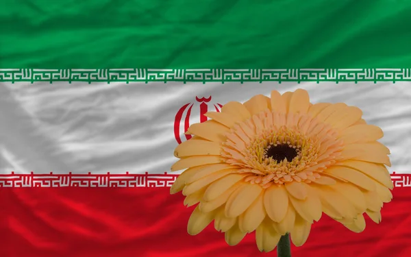 Gerbera bloem op de voorgrond nationale vlag van iran — Stockfoto