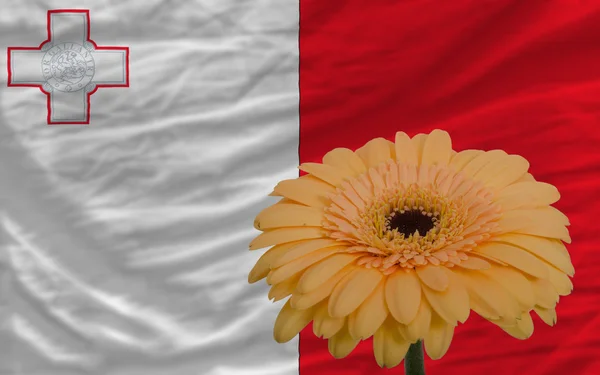Gerbera kvetou před státní vlajka Malty — Stock fotografie