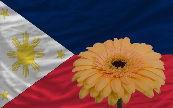 Gerbera flower in front national flag of philippines — Stock Photo, Image