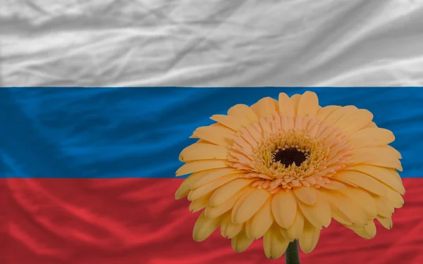 Gerbera flor delante de la bandera nacional de Rusia — Foto de Stock