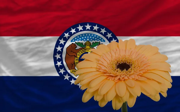 Gerbera flower in front flag of american state of missouri — Stock Photo, Image