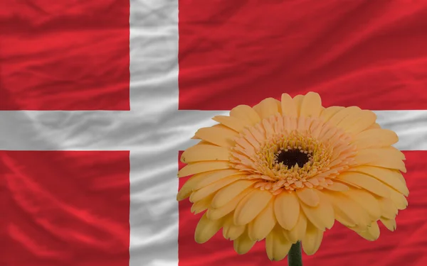 Gerbera fiore davanti bandiera nazionale di denmark — Foto Stock